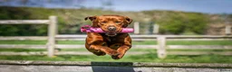 Labrador Retriever dogs for sale: DARK RED KC LABRADOR PUPPIES - LICENSED BREEDER  - Advert 1