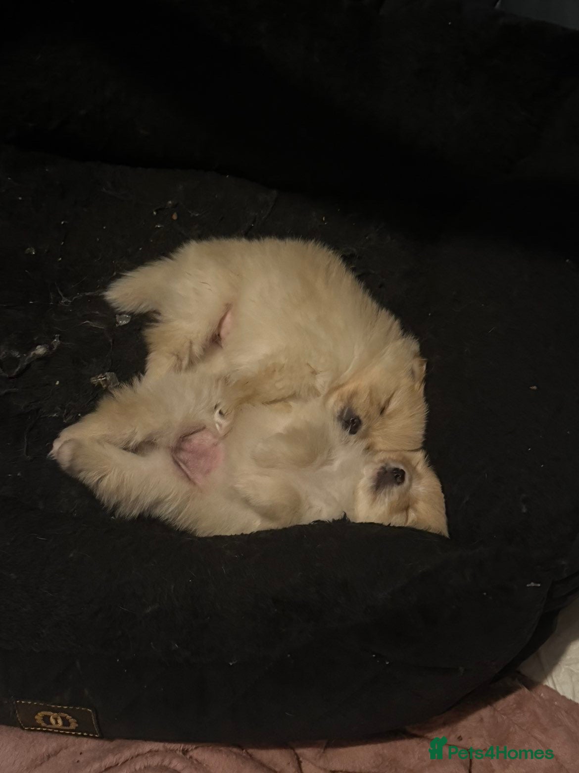 Pomeranian dogs Two Male Pomeranian’s!  - Advert 2