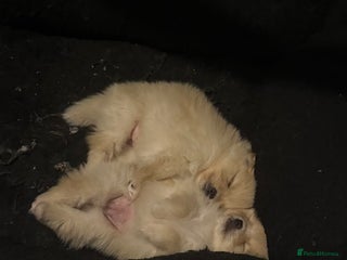 Pomeranian dogs Two Male Pomeranian’s! - Advert 12