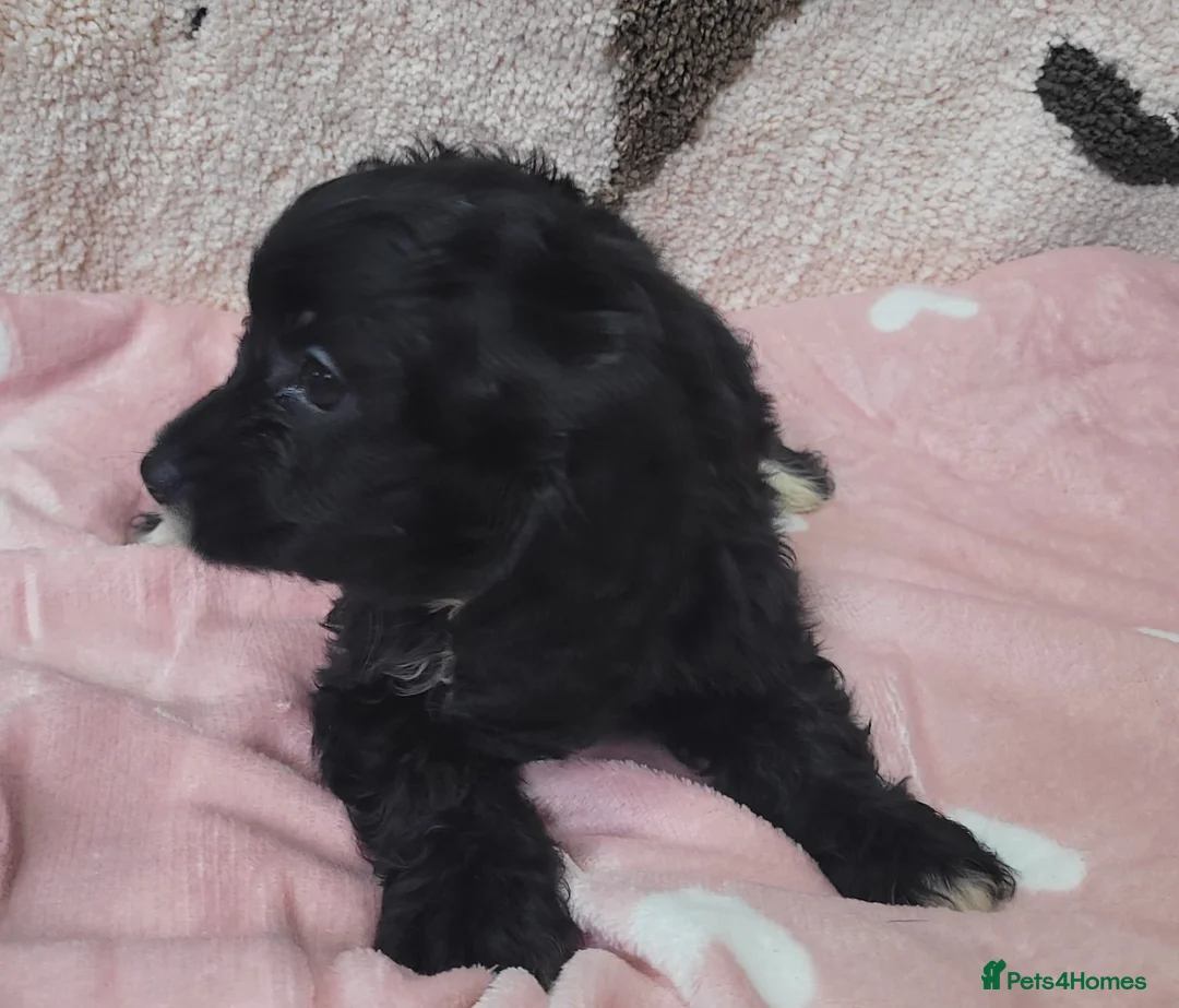 Cavapoo dogs for sale: You F1 Cavapoo puppies - Advert 4