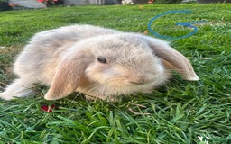 Mini Lop rabbits for sale: Mini Lop Rabbits For Sale  - Image 5