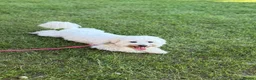 Mixed Breed dogs for adoption: 🤍MICKEY🤍 - A Fluffy Little Boy for a Family🐾 - Advert 26