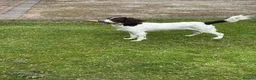 Sproodle dogs for sale: Sproodle 8 months old in Stoke-on-Trent - Advert 5