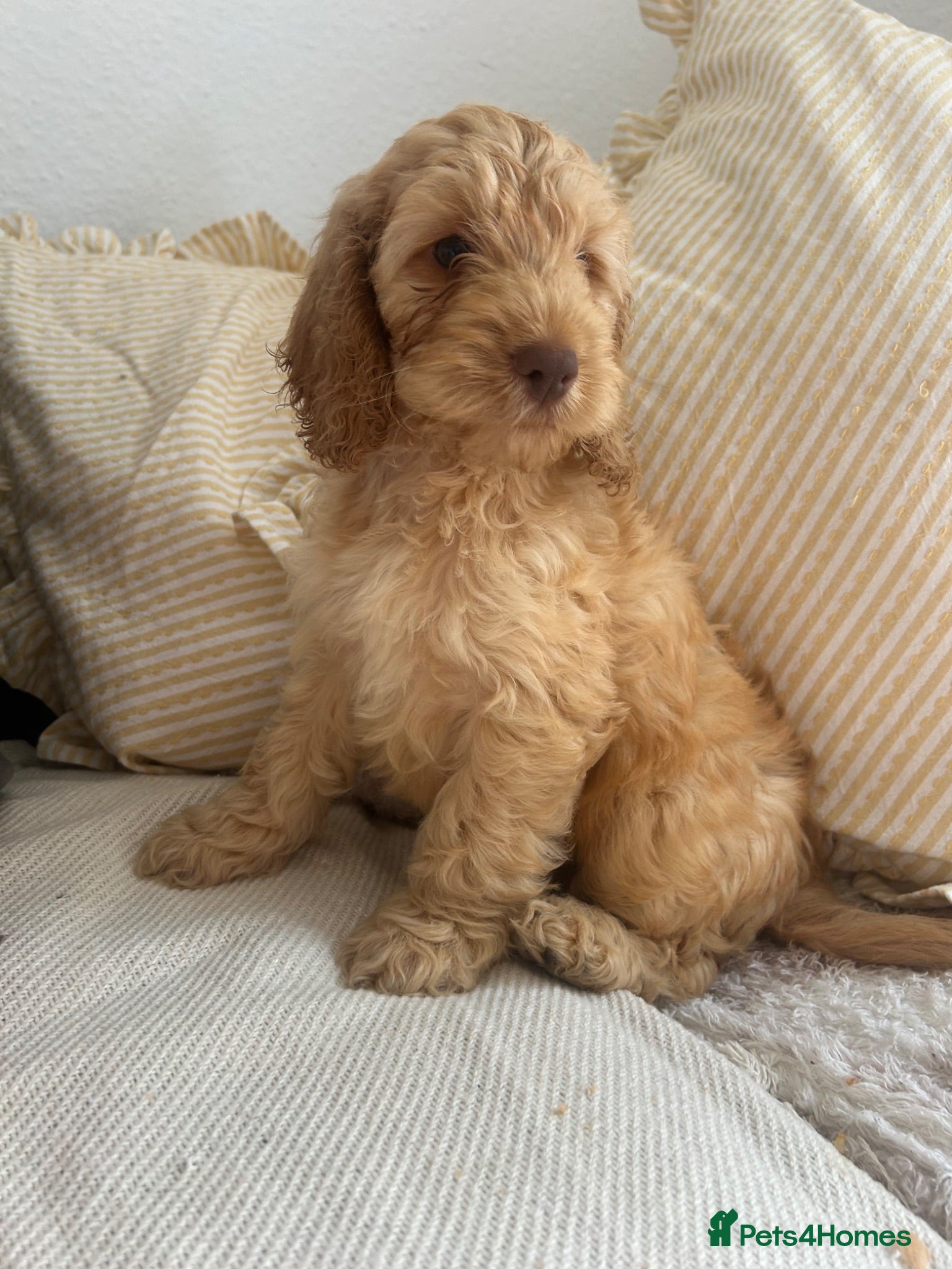 Cockapoo dogs Tiny toy cockapoo - Advert 6