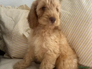 Cockapoo dogs Tiny toy cockapoo - Advert 6