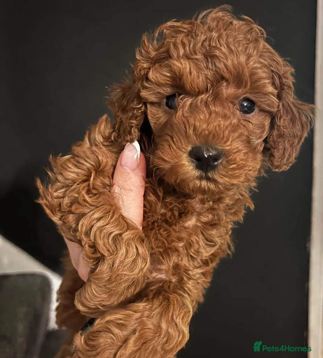 Toy Poodle dogs for sale: KC Registered Toy Poodle Puppies Available - Advert 4