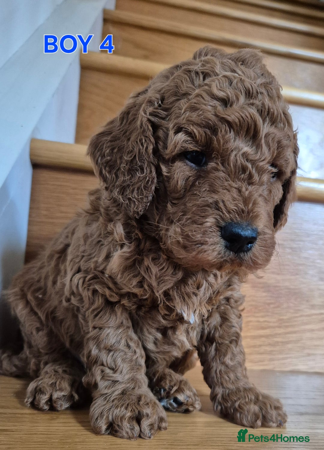 Mini Goldendoodle dogs for sale: F1b Red Miniature Goldendoodles tested parents - Image 22