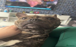 Mixed Breed dogs for sale: Mixed breed dog fr sale  - Image 7