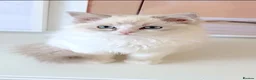 Ragdoll cats for sale: INDOOR GCCF REGISTERED RAGDOLL KITTENS - Advert 24