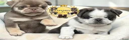 Pug dogs for sale: Kc pug puppies from a 5 star licensed breeder  - Advert 17