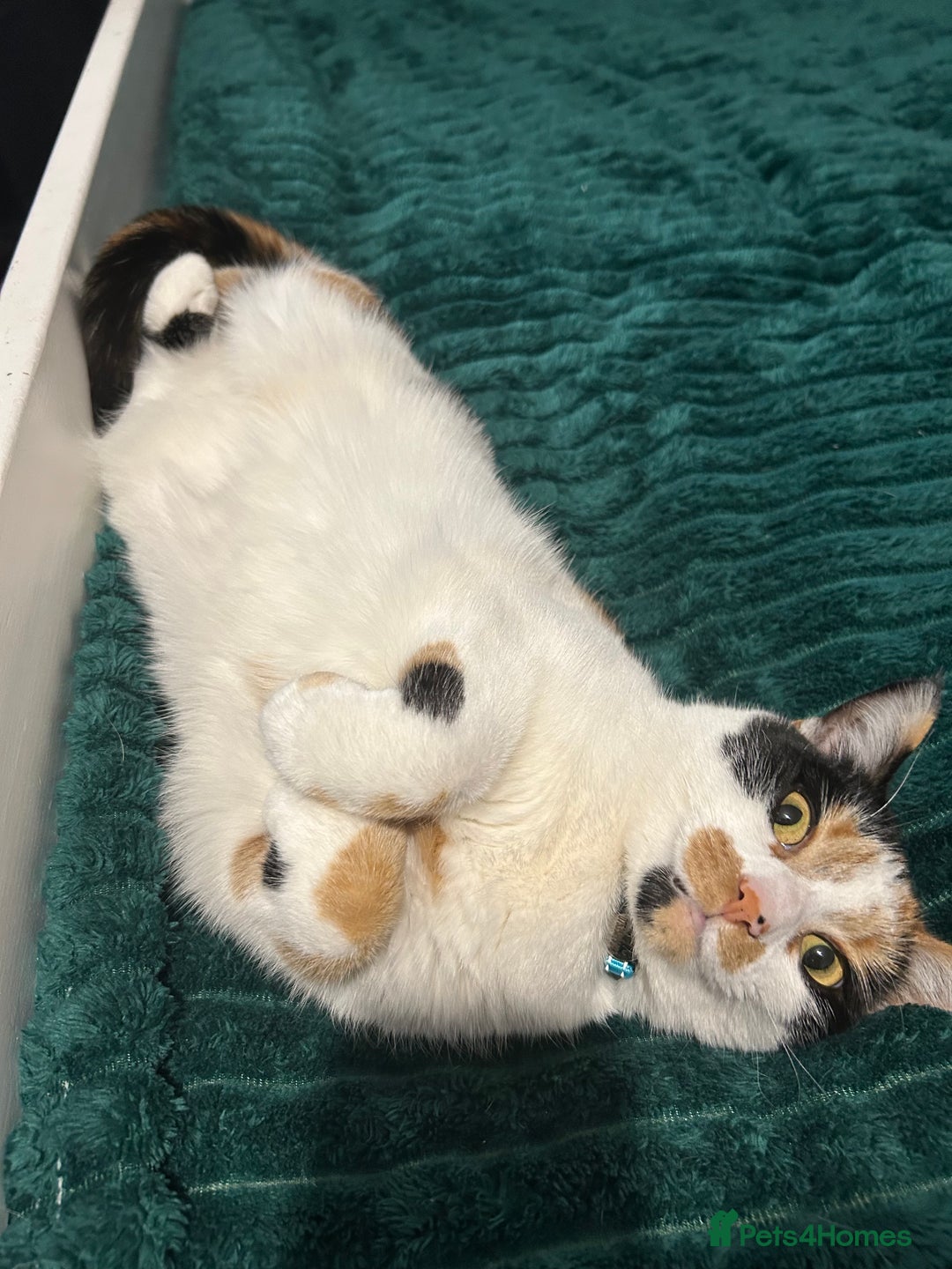 British Shorthair cats for sale: 2 lovely cats to rehome  - Image 6