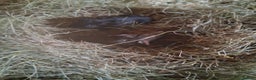 Guinea Pig rodents for sale: 11 baby guinea pigs for sale - Advert 7