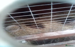 Chickens poultry for sale: Japanese Quails - Image 2
