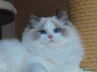 Ragdoll cats 🩷✨️WAITING LIST ExclusiveKittens💖 TICA🏆cattery - Advert 4