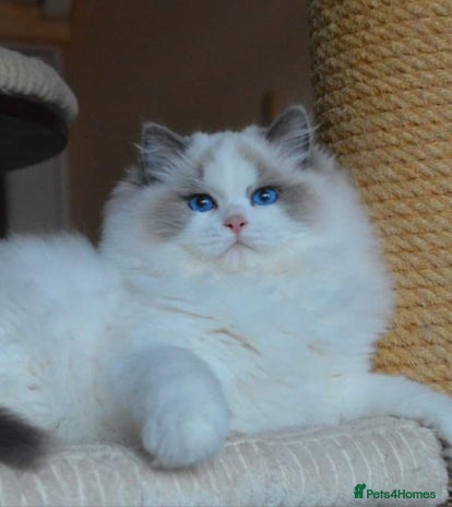 Ragdoll cats 🩷✨️WAITING LIST ExclusiveKittens💖 TICA🏆cattery - Advert 15