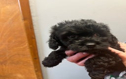 Cavapoo dogs for sale: Cavapoo puppies  - Image 11