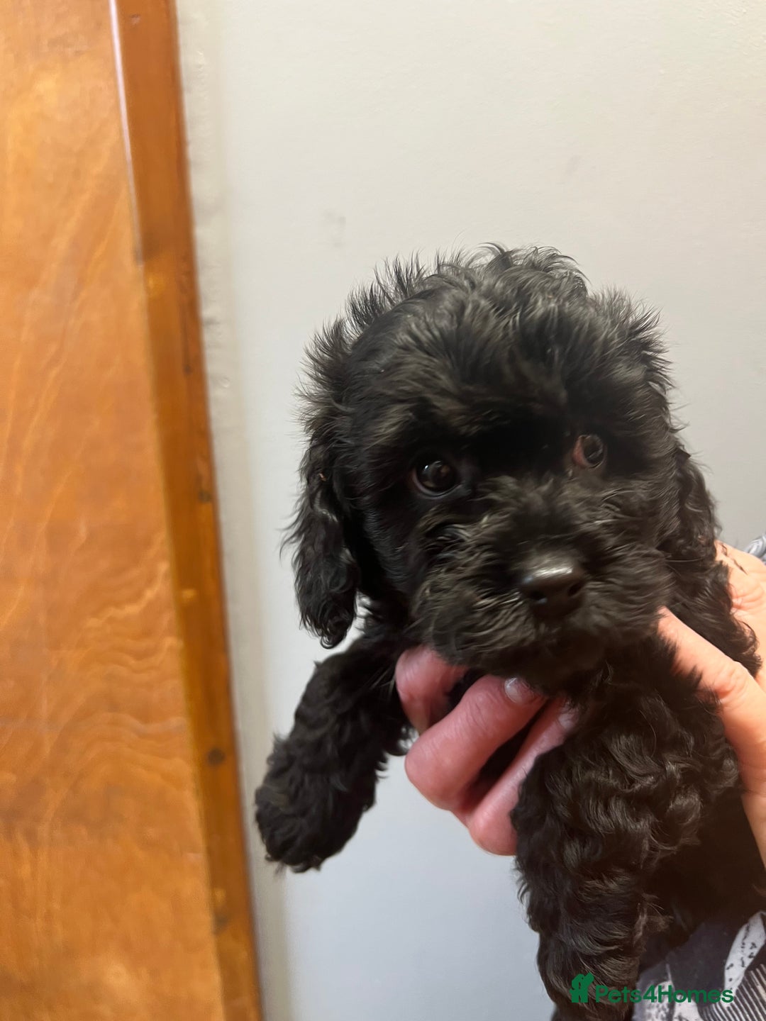 Cavapoo dogs for sale: Cavapoo puppies  - Image 11