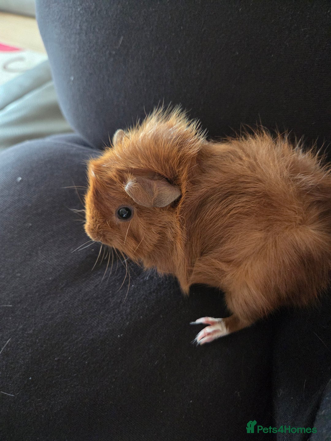 Guinea Pig rodents for sale: Baby female guinea pigs - Image 5