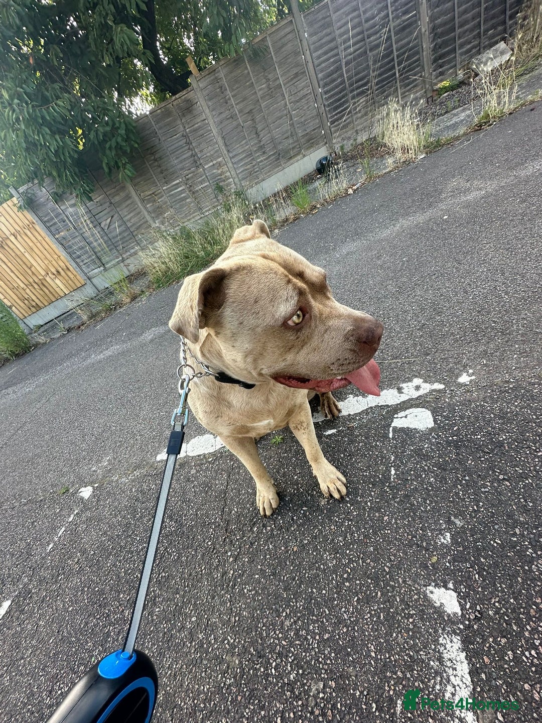 American Bully dogs for sale: Playful Female American Bully for Sale - 2 Yrs Old - Image 2