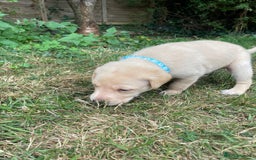 Mixed Breed dogs for sale: 3/4 Labradors puppy’s for sale  - Image 10