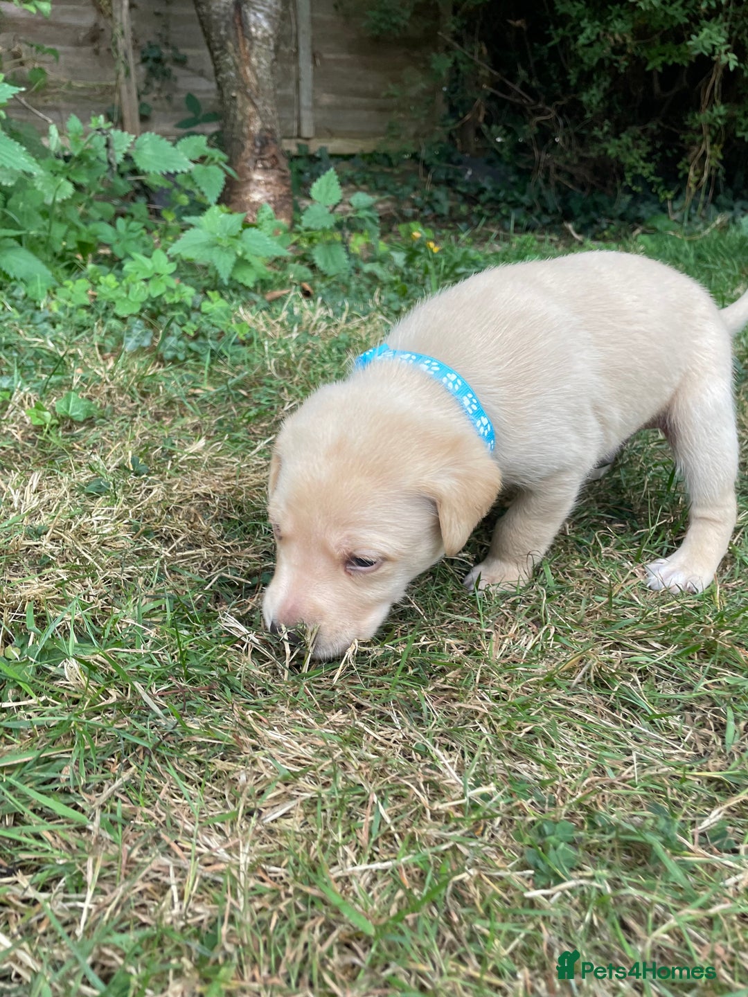 Mixed Breed dogs for sale: 3/4 Labradors puppy’s for sale  - Image 10