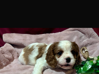Cavalier King Charles Spaniel dogs Reduced: King Charles, 1 Blenheim Puppy Available - Advert 1