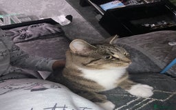 Domestic Shorthair cats for sale: 1 year old female - Image 5
