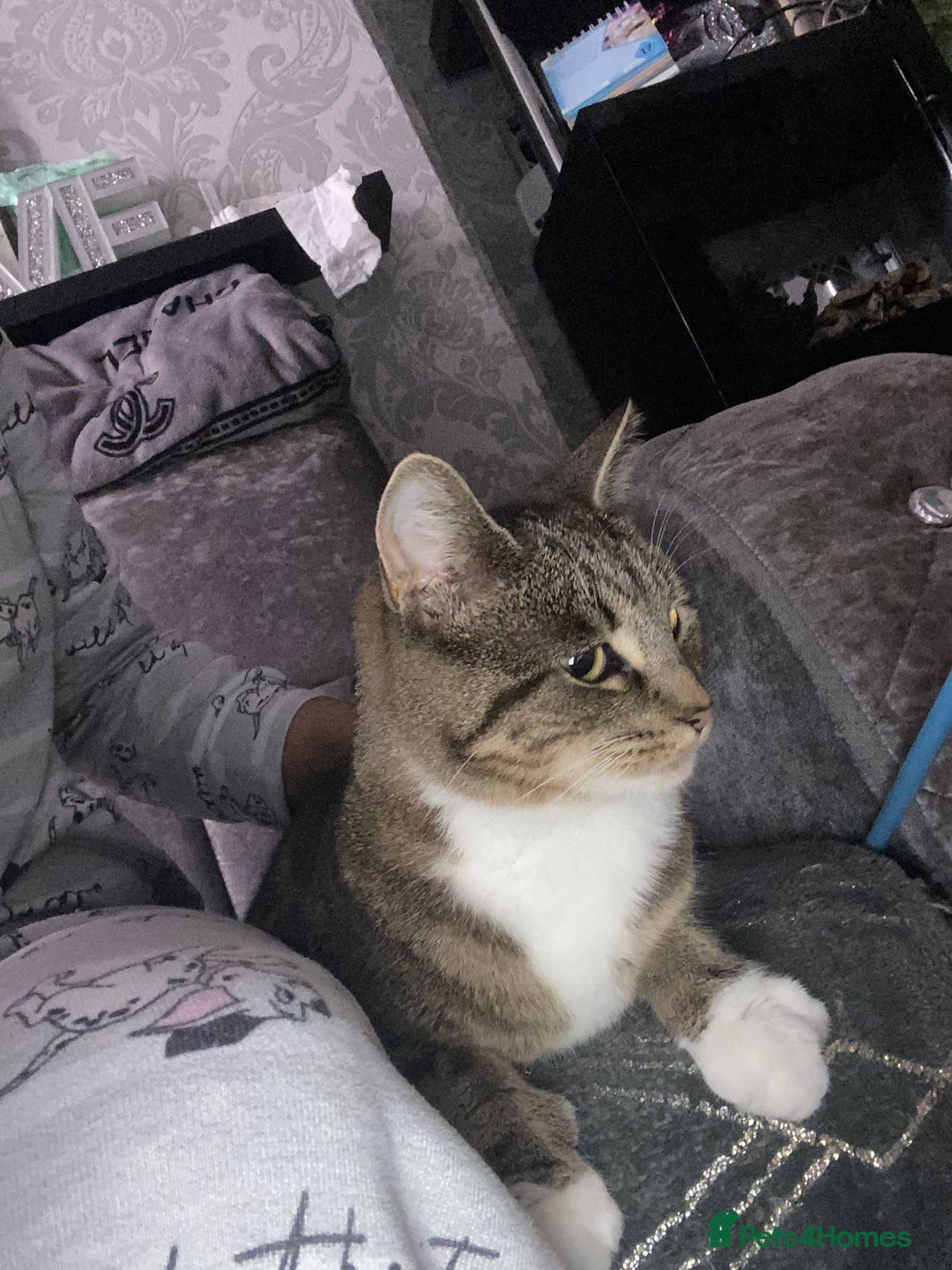 Domestic Shorthair cats for sale: 1 year old female - Image 5