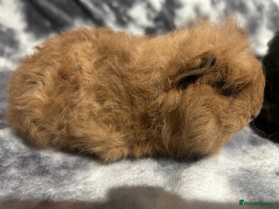 Guinea Pig rodents for sale: Swiss baby boars ready now - Advert 8