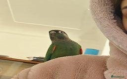 Conures birds for sale: Hand Reared Hand tamed pearly conure - Advert 1