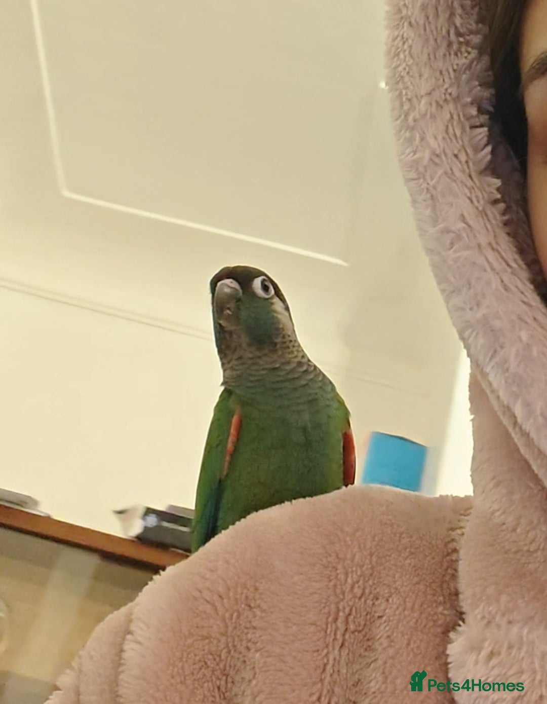 Conures birds for sale: Hand Reared Hand tamed pearly conure - Advert 1