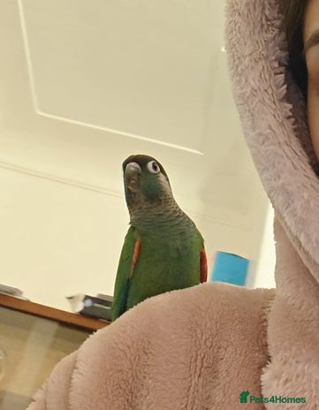 Conures birds Hand Reared Hand tamed pearly conure - Advert 1