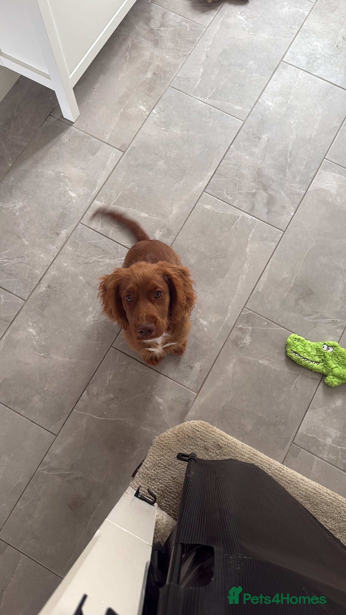 Cockapoo dogs Reggie  - Advert 1