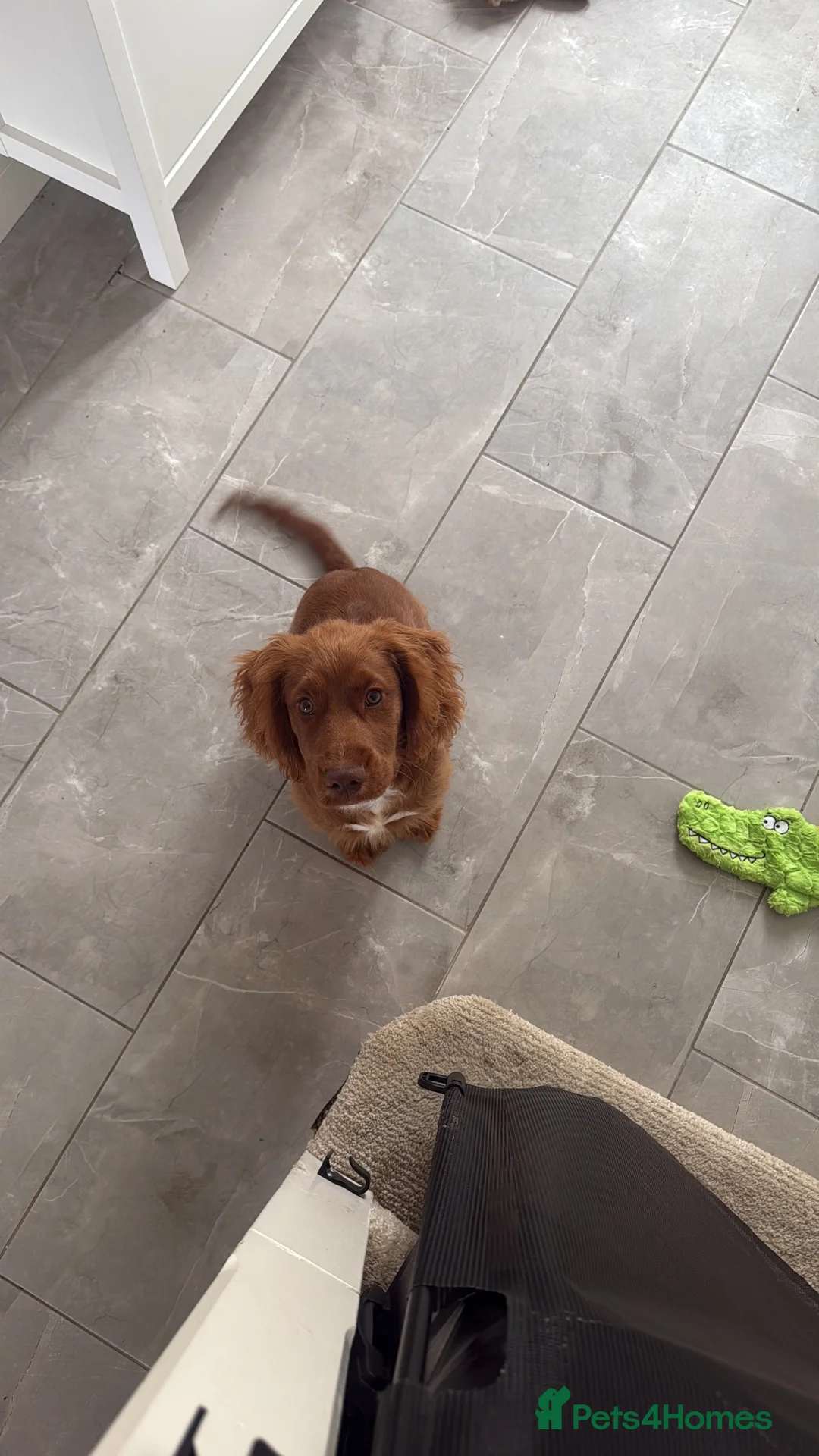 Cockapoo dogs for sale: Reggie  in Cwmbran - Advert 1