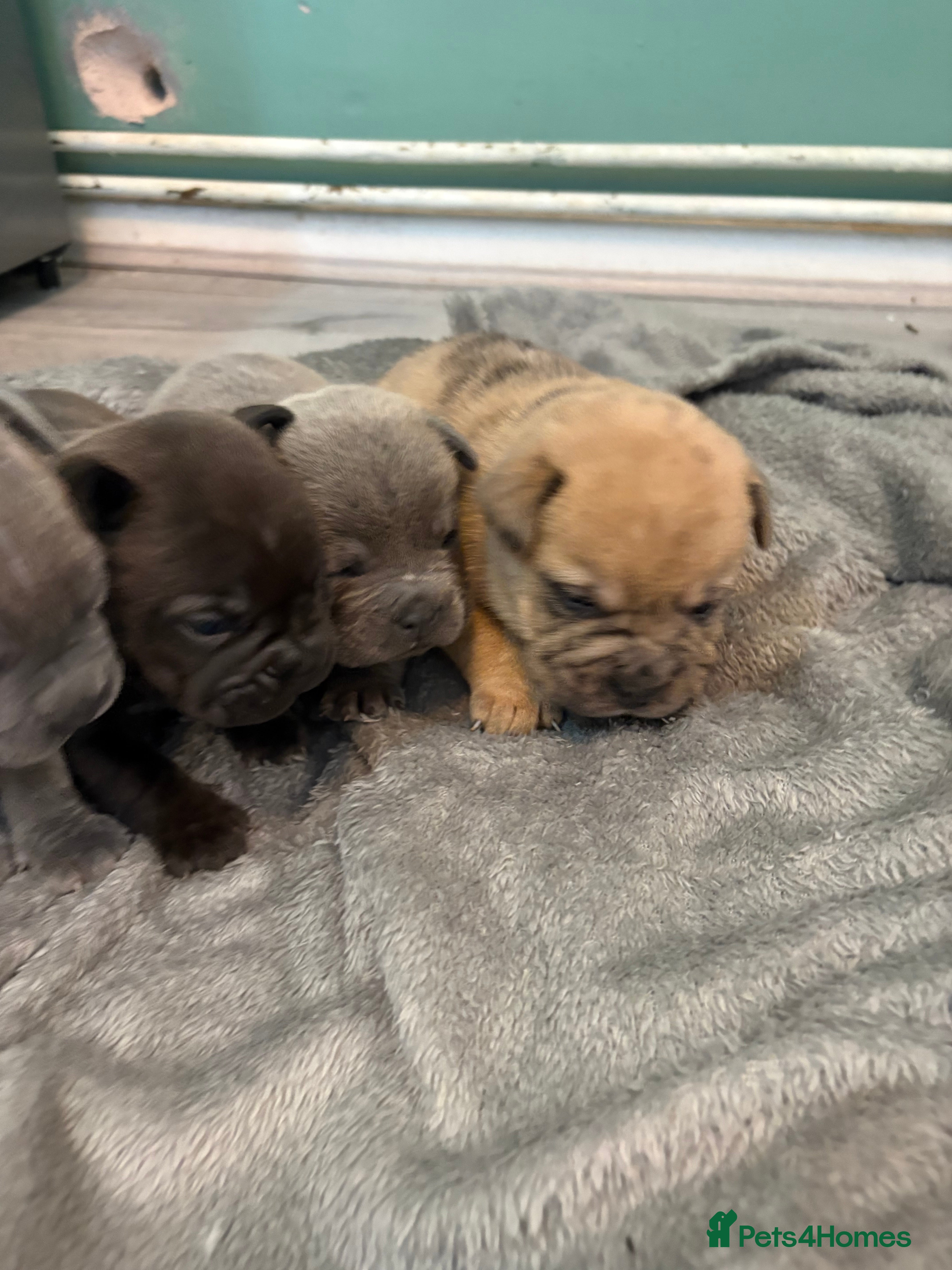 Mixed Breed dogs French pei pups  - Advert 1