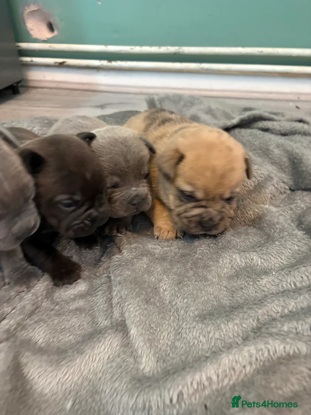 Mixed Breed dogs for sale: French pei pups  - Advert 1