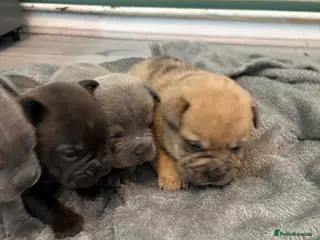 Mixed Breed dogs French pei pups - Advert 1