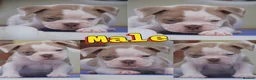 Olde English Bulldogge dogs for sale: Uk’s Longest & Most Reputable todate.  - Advert 8