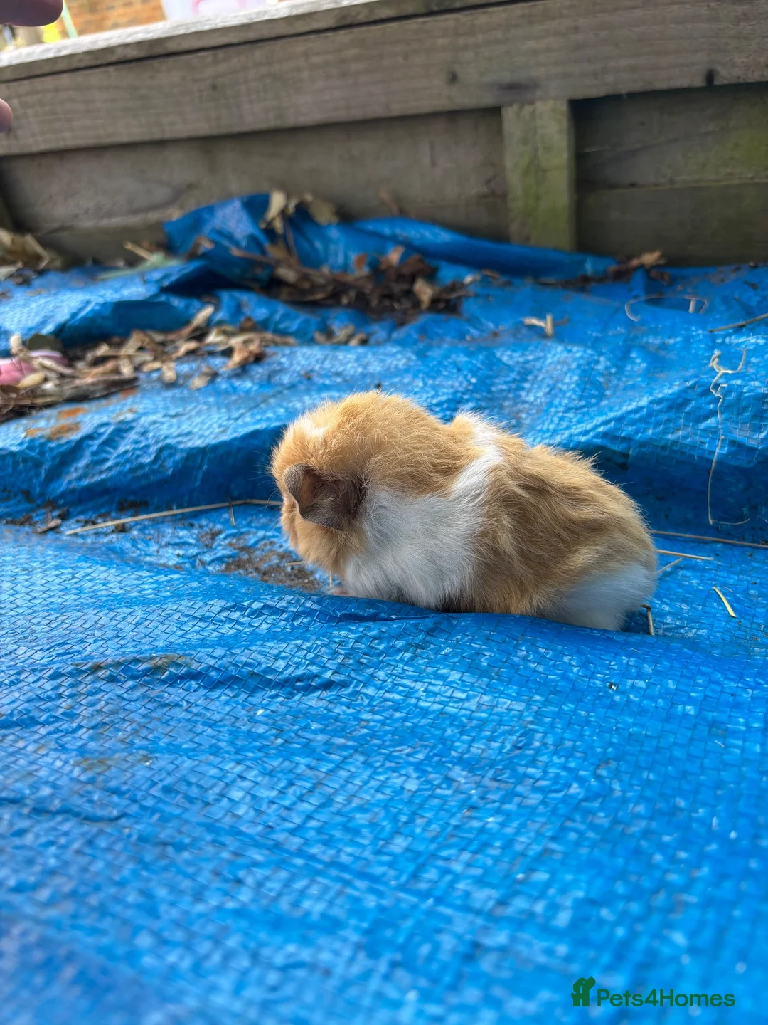 Guinea Pig rodents for sale: Long haired fluffy PeruvianSilkie guineapig babies - Advert 2