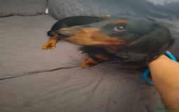 Miniature Dachshund dogs for sale: Miniature long haired dachshund male  - Image 1