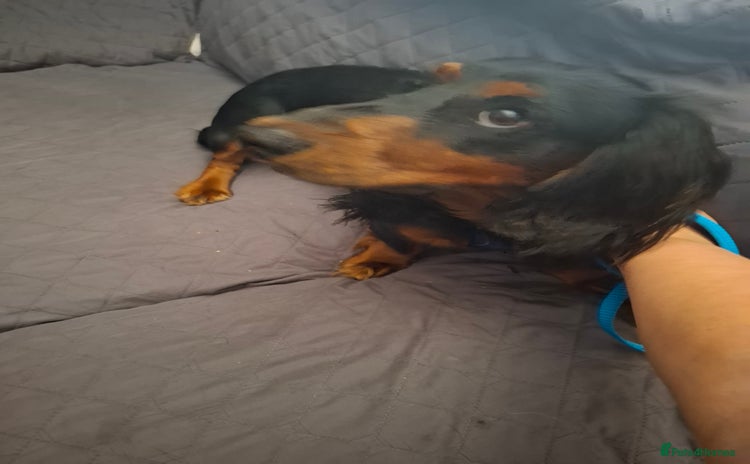 Miniature Dachshund dogs - Advert 2