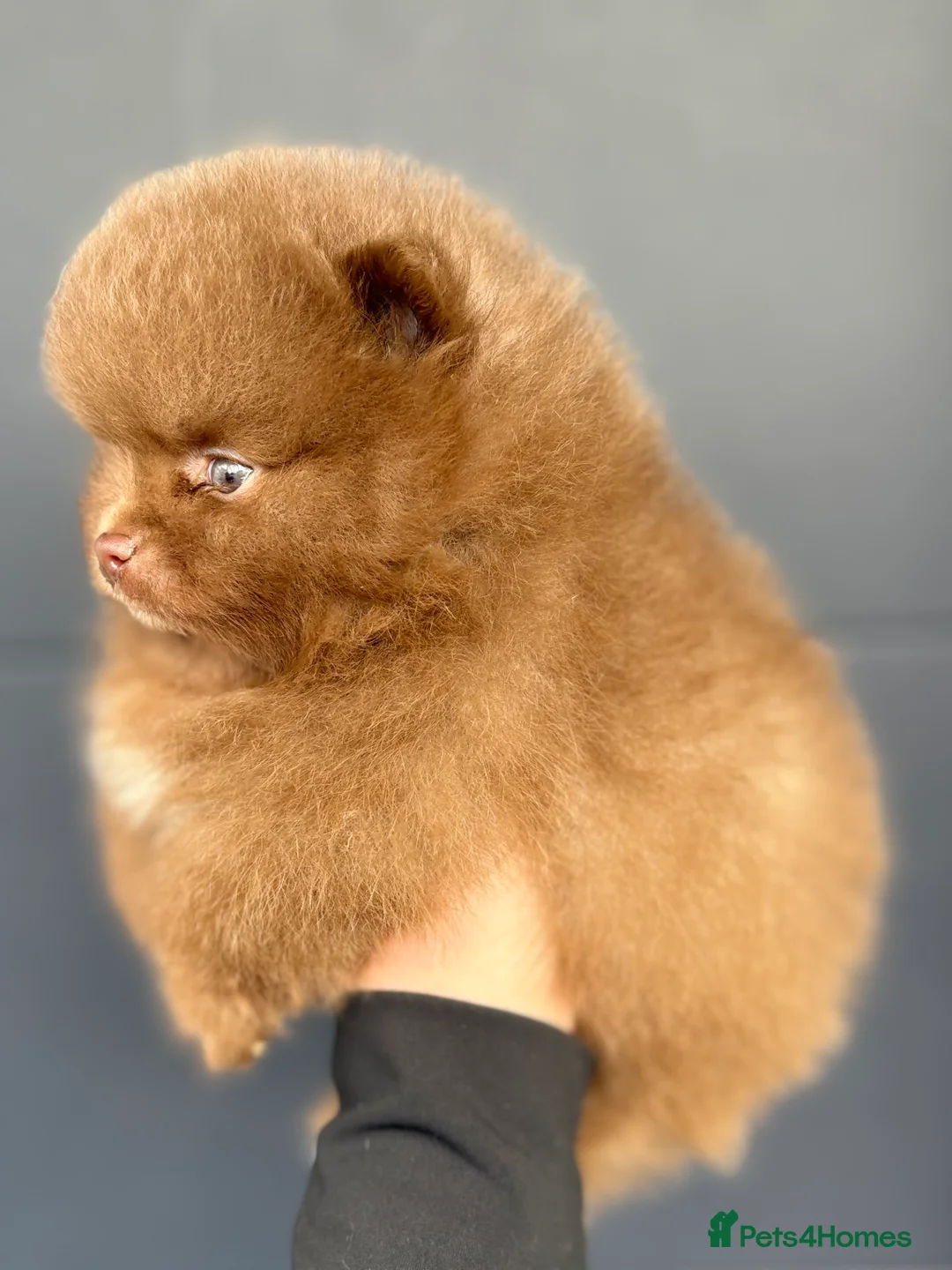 Pomeranian dogs for sale: True type Pomeranian puppy’s KC 🐾🤎🥰🤩🐾 - Advert 18