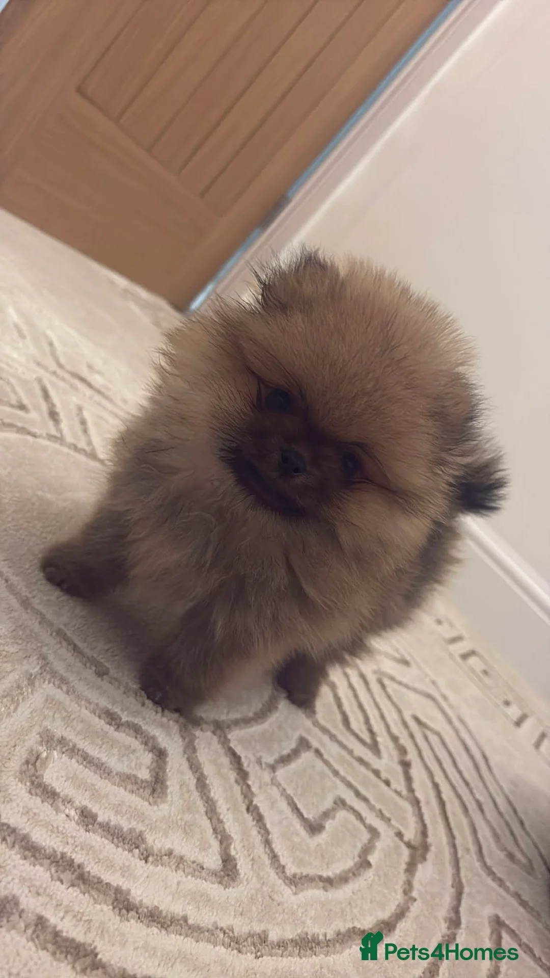 Pomeranian dogs for stud: Prince George Bridgeton 👑 - Advert 35