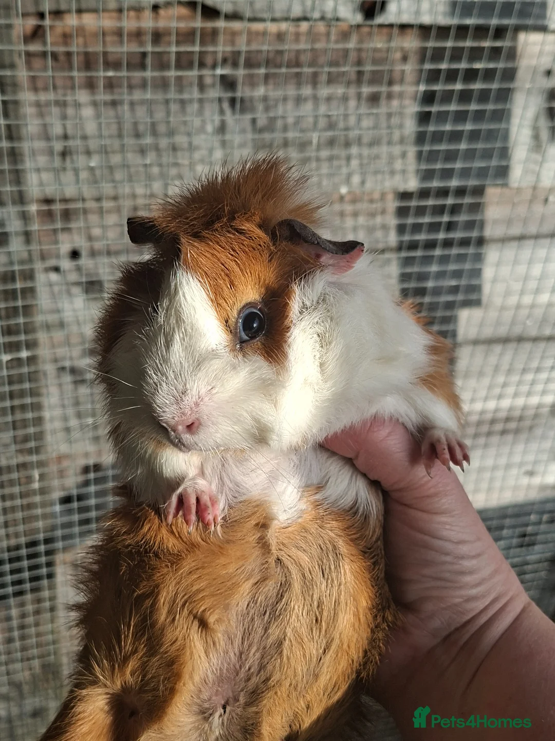 Guinea Pig rodents for sale: Male Guinea Pig , lovely colours - Advert 4