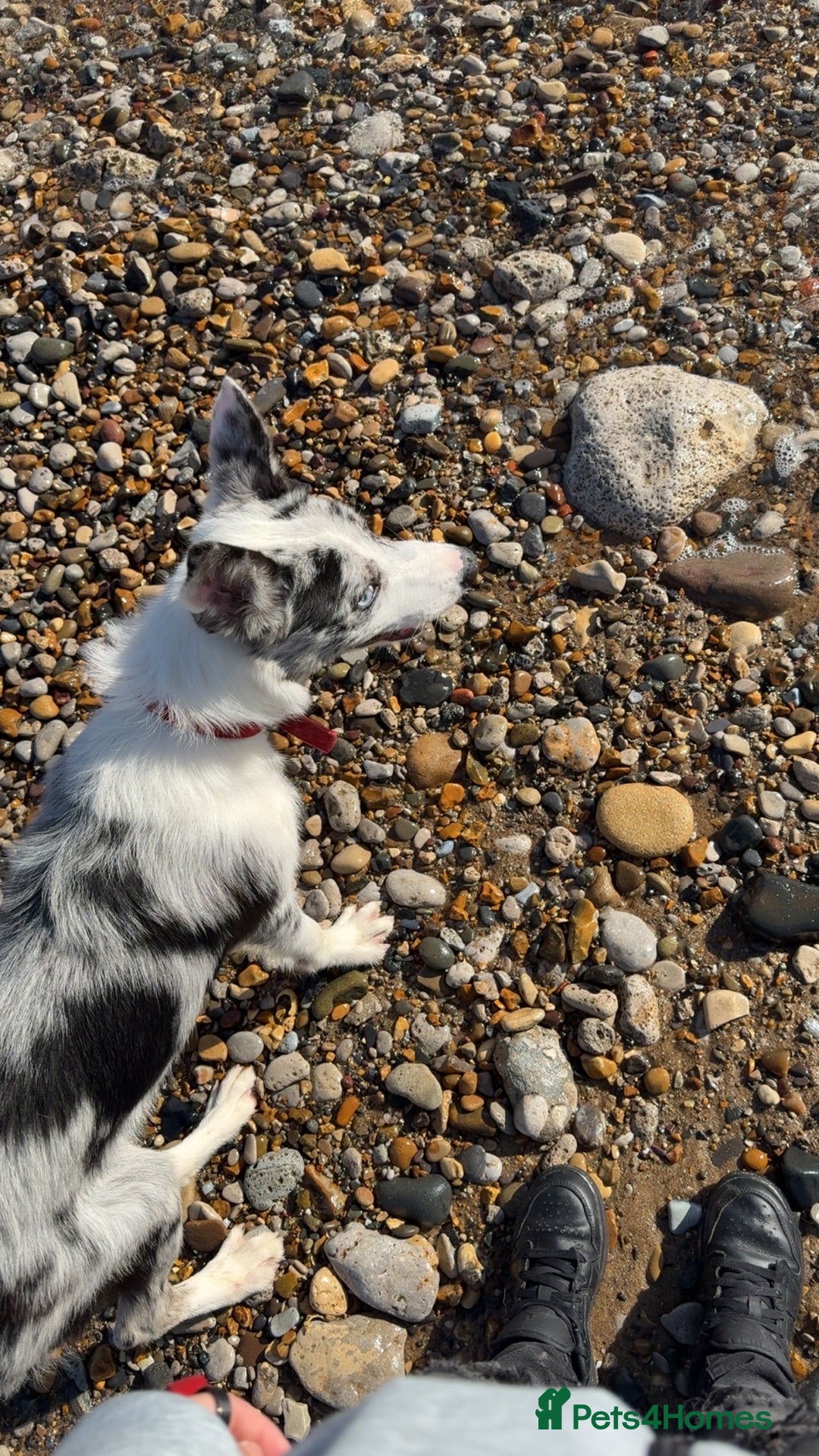 Mixed Breed dogs for sale: Blue Merle for sale  - Image 10