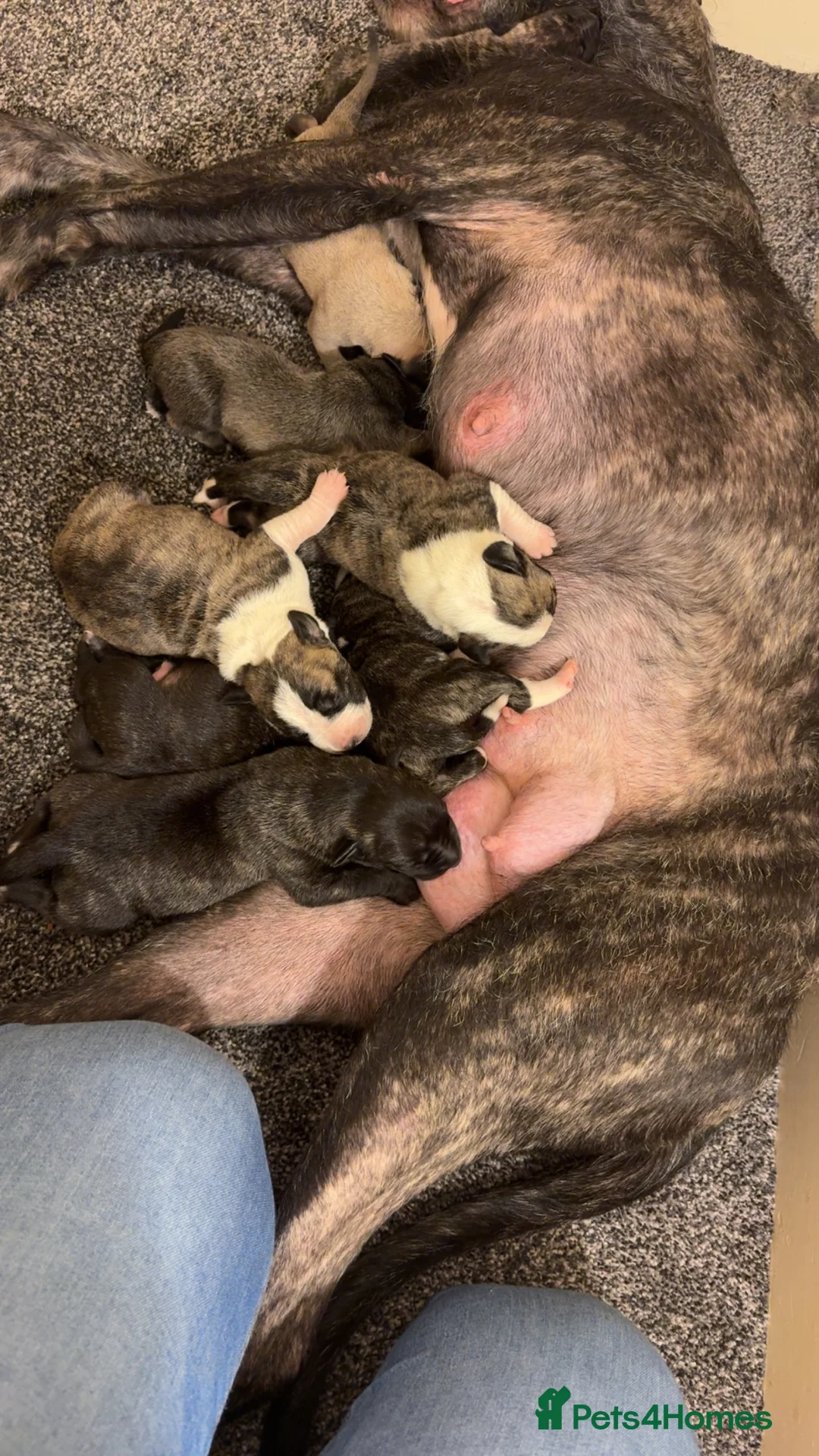 Mixed Breed dogs for sale: Bull lurcher cross puppies - Advert 12