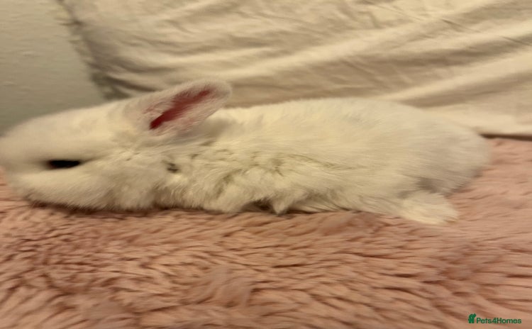 Mini Lop rabbits - Advert 1