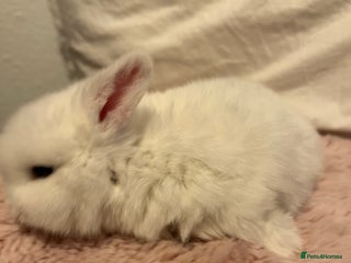 Mini Lop rabbits - Advert 1