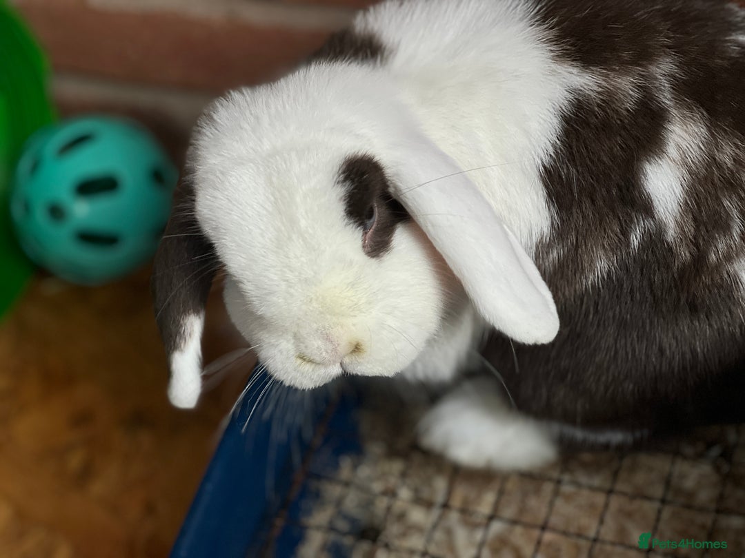 Mini Lop rabbits for sale: Minilops male and female  - Advert 8