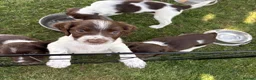 English Springer Spaniel dogs for sale: 1 working English springer spaniels - Advert 22